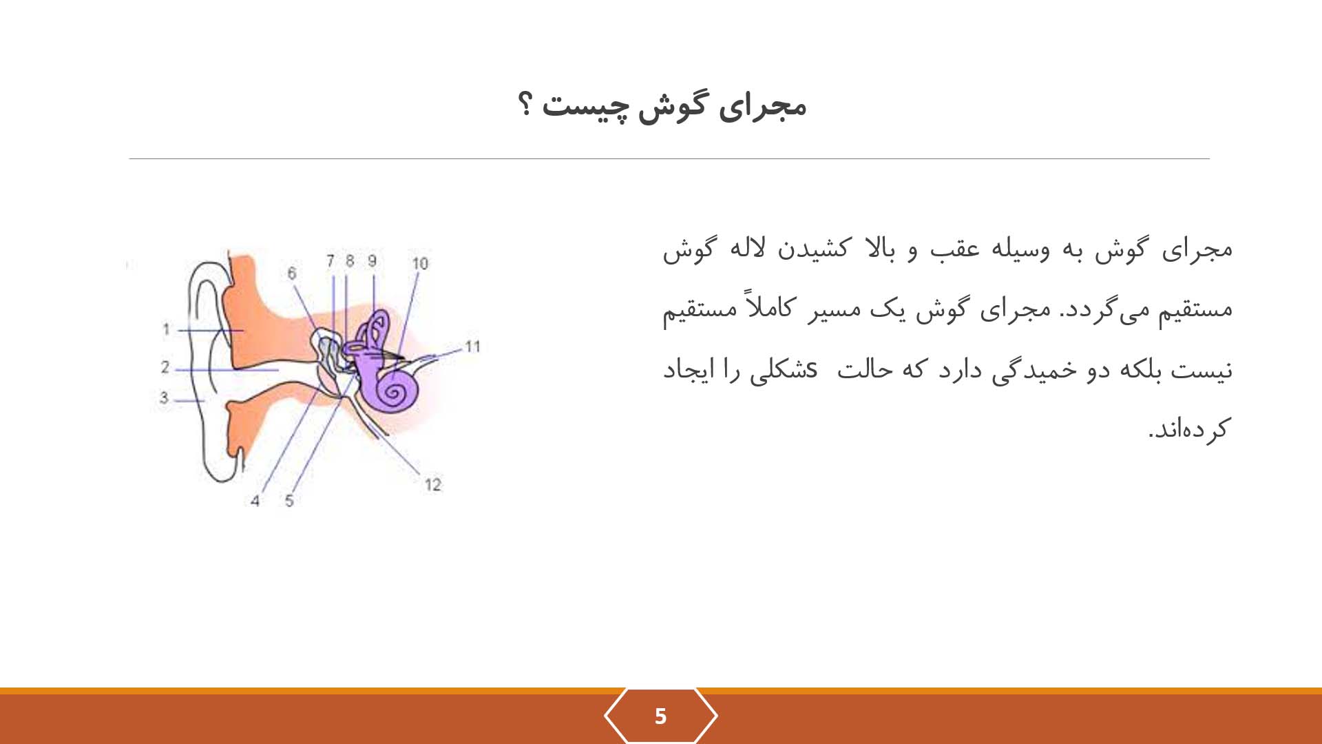 پاورپوینت در مورد مو و مواد ترشحی گوش 